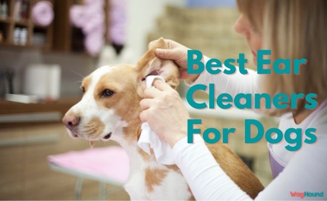 Best Ear Cleaners For Dogs