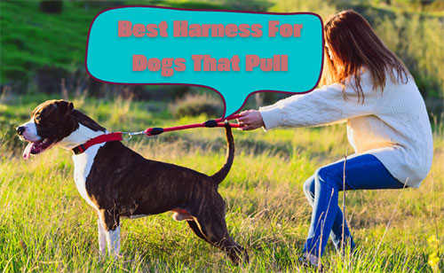 best harness for dogs that pull