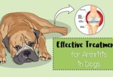 Arthritis in Dogs