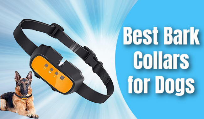 Best Bark Collars for Dogs