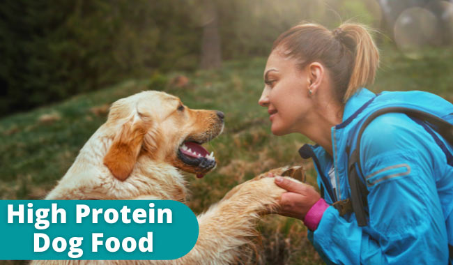 does high protein dog food cause weight gain