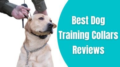 Best Dog Training Collars Reviews