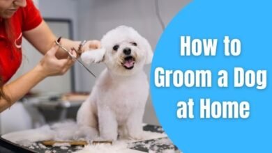 groom a dog at home