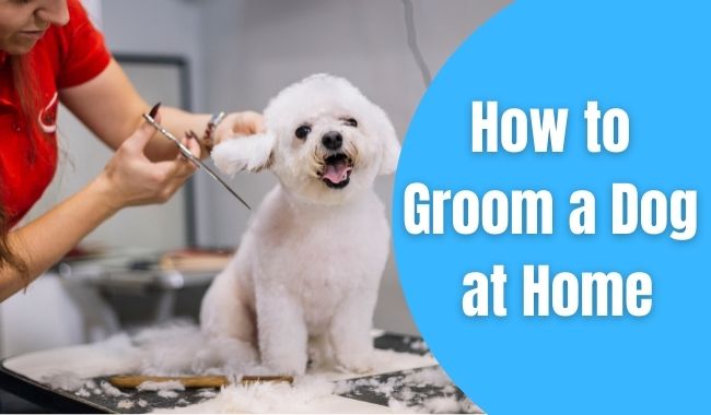 groom a dog at home