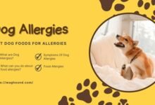 Best Dog Food for Allergies