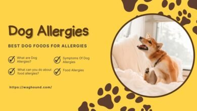 Best Dog Food for Allergies