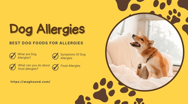 Best Dog Food for Allergies