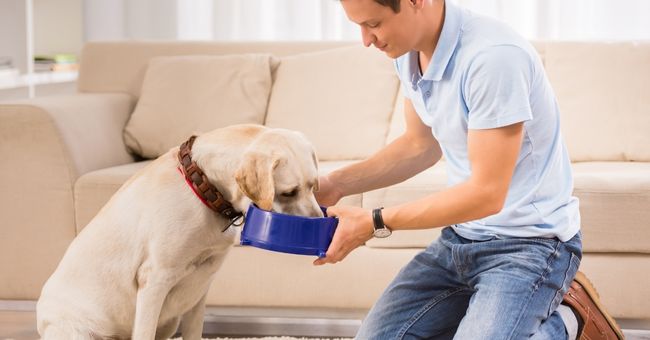 Understanding Your Dog’s Dietary Needs