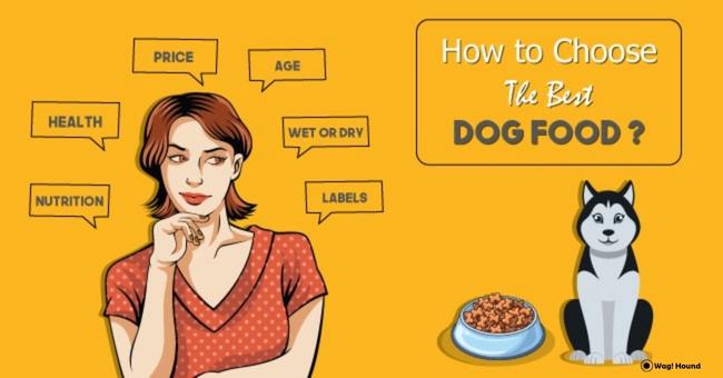 how to choose the best dog food