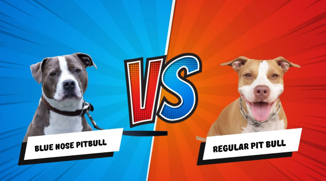 Blue Nose Pitbull vs Regular Pit Bull