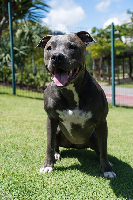 Blue Nose Pitbull