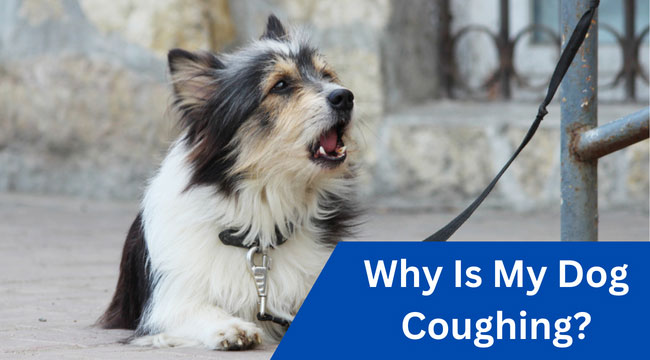 dog coughing