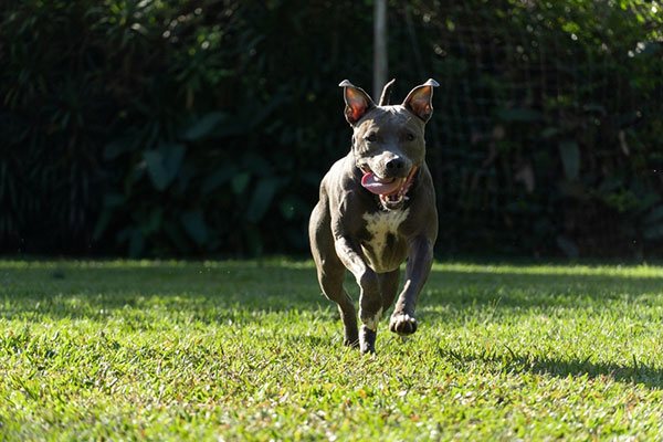 Health Issues of Blue Nose Pitbulls