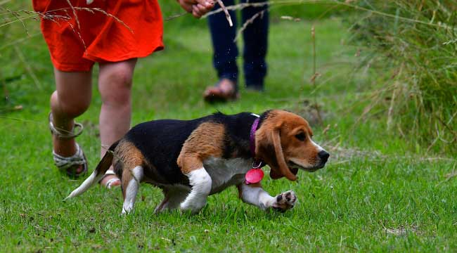 Beagles Are Prone to Escaping