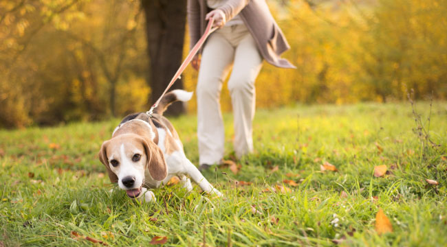 Beagles are so Hard to Walk