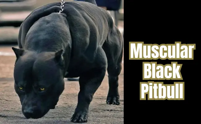 Muscular Black Pitbull