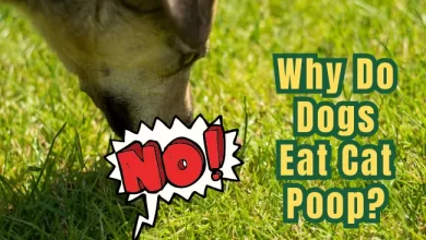 Why Do Dogs Eat Cat Poop?