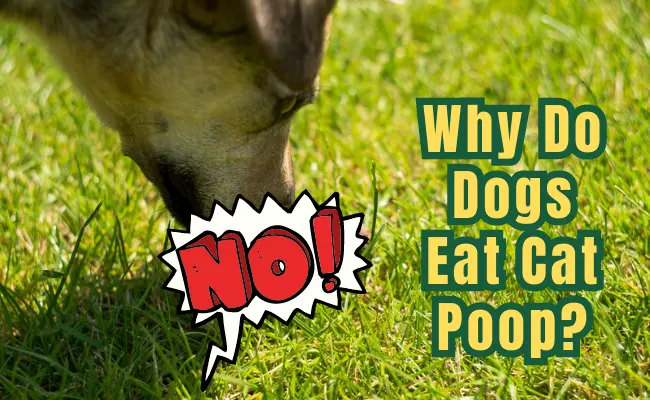 Why do Dogs Eat Cat Poop & How to Stop Your Dog