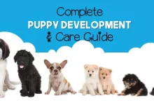 Puppy Development