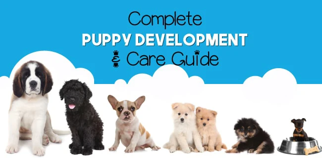 Puppy Development