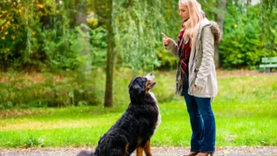 Dog Training 101