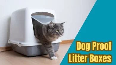 dog proof cat litter boxes