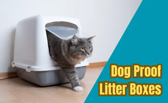dog proof cat litter boxes