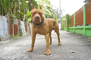 American Pit Bull