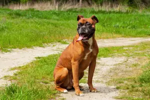 Boxer Dog Breed muscular