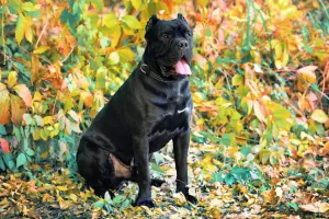 Cane Corso