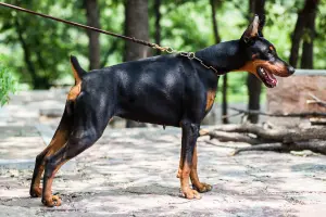 Doberman Pinscher