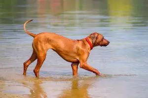 Rhodesian Ridgeback