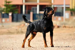 Muscular Rottweiler 