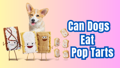 can dogs eat pop tarts