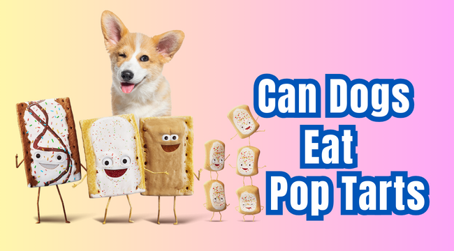 can dogs eat pop tarts