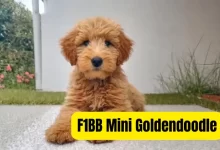 F1BB Mini Goldendoodle