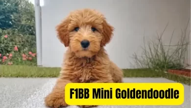 F1BB Mini Goldendoodle