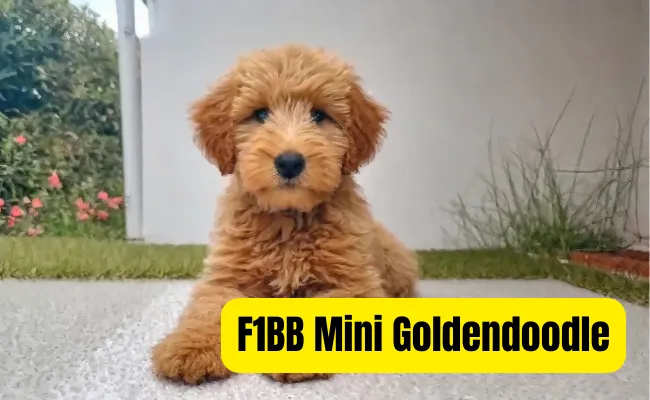 F1BB Mini Goldendoodle