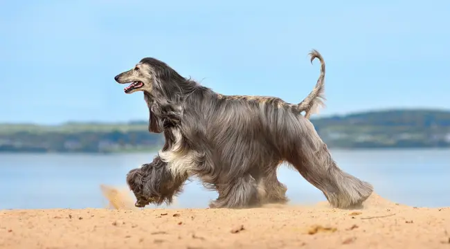 Afghan Hound