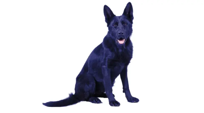 blue german shepherd