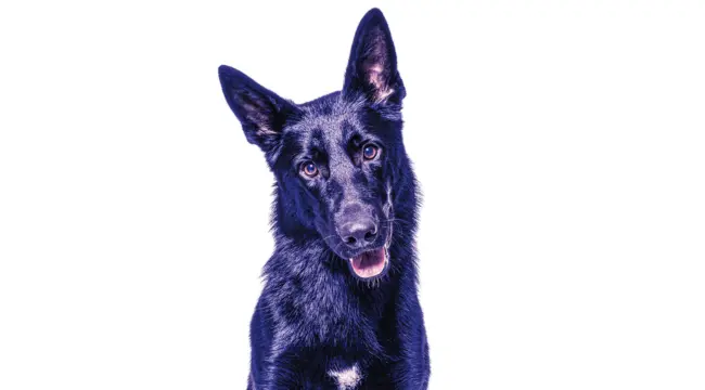 blue german shepherd