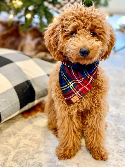 F1bb-Mini-Goldendoodle-Price