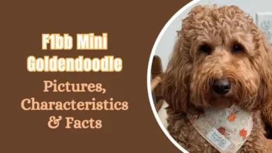 F1bb-Mini-Goldendoodles_-featured-image