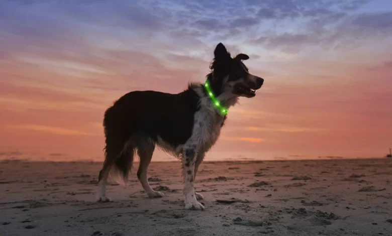 Dog Collar with LED Light