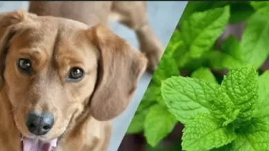 Can Dogs Eat Mint?