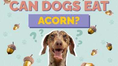 Can Dogs Eat Acorns?