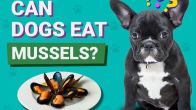 Can Dogs Eat Mussels?