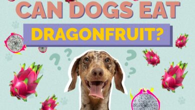 Can Dogs Eat Dragon Fruit?