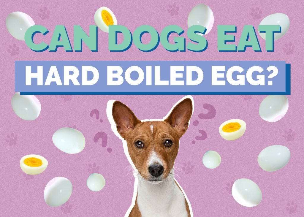 Can Dogs Eat Hard-Boiled Eggs?