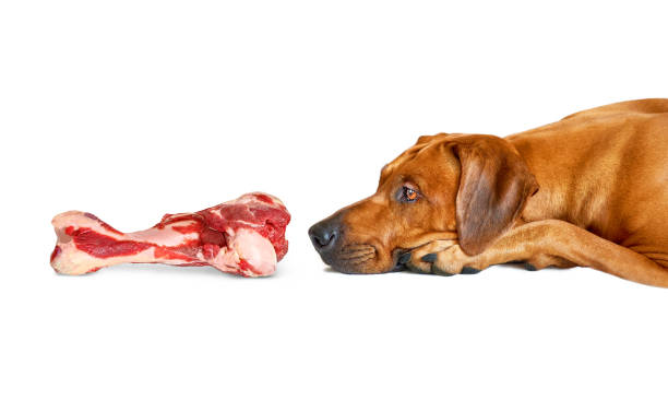 Can Dogs Eat Ham Bones?